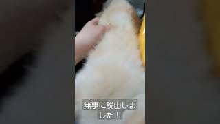 みずから挟まる老犬の姿～脱出～