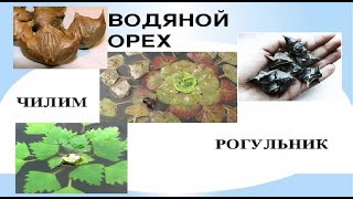 Водяной орех, Чилим, Чертов орех, Рогульник (Trapa natans)