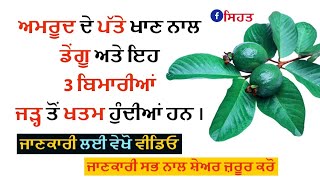 punjabi ਅਮਰੂਦ ਦੇ ਪੱਤੇ ਖਾਣ ਦੇ ਫਾਇਦੇ health benefits of guava tree leaves