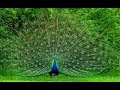 Beautiful Peacock Dance with natural sound - Pets Planet