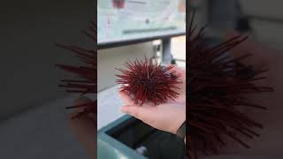 Red Sea Urchin Ecological Importance - Telonicher Marine Lab  #seaurchin #uni #echinodermata