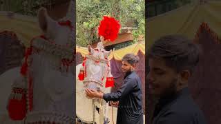 Zuljana Juloos Chehlum Imam Hussain #zuljanah #zuljana #ashalbadshah #viralshorts #zuljinah