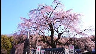 【林陽寺　しだれ桜】　岐阜市　2024年3月22日（金）