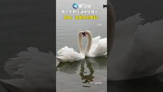 【大陸】「雙向奔赴」！兩隻白天鵝優雅「比心」氛圍浪漫