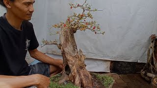 the process of the stages of mulberry bonsai, super special stems, dense fruit