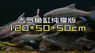 吉罗鱼缸视频纯享版!简单拍一下吉罗鱼缸里面的各种吉罗！