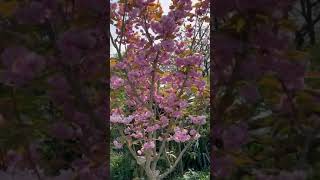 6 Year Old Japanese Cherry Blossom Tree | Prunus serrulata 'Kanzan'