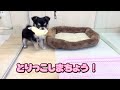 【マルワン横浜 港北nt店】チワワのちーちゃんの、ひとり遊び