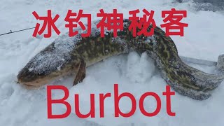 🔴青石路亚钓鱼日志  冰钓“江鳕”鱼Burbot ～ 冰下“神秘客”介绍 Ice Fishing Burbot（新开钓鱼频道QSH outdoors 请转入）