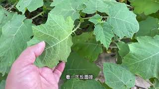 发财了！美国老板以500一斤大量收购“万能果”植物，你家乡有吗