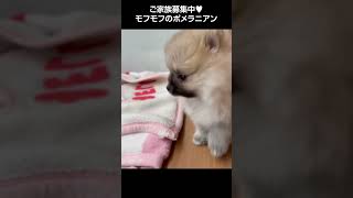 モフモフのポメラニアン🐩【横浜ペットショップ ベルドック】#shorts #犬のいる暮らし #ポメラニアン