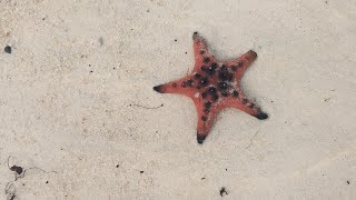 Trip Taster is live! Visiting the starfish beach at Phu Quoc island in Vietnam