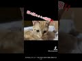 いつもの光景です💦突然始まる喧嘩は止められません😭 cat ねこの動画 猫動画 猫のいる暮らし 猫