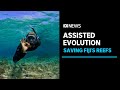 Scientist says Fiji's reefs can survive with the help of 'assisted evolution' | ABC News