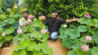 ആപ്പിൾ താമരയും മഞ്ഞ ആമ്പലും | Terrace garden for lotus and water lily | Lotus farm in Kochi Kerala