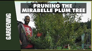 Pruning the Mirabelle Plum Tree