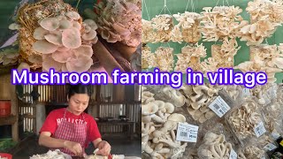 Oyster Mushroom Cultivation In village Nagaland // Cooking Mutton And Mushroom // Behind The Scene