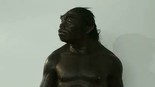 Ancient human replicas in museums