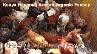 돌나라 케냐지부 유기농 양계 - Doalnara Kenya  Branch Organic Poultry