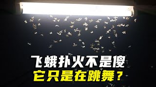 飛蛾撲火不是因為它傻，而是在跳舞？#冷知识 #科普