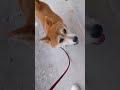 柴犬りん　散歩スタンバイok？