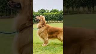 Labrador Vs Golden Retriever || Who is best #shorts #voralshort