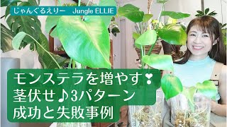 【モンステラを増やす！】モンステラの茎をカットして育てる茎伏せのやり方、茎伏せ成功と失敗事例、茎伏せ成功までの道のりと２つのポイント、大きくなったモンステラの剪定をしたい時に便利な方法　ー　Ep.21