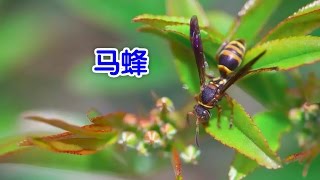 在美国如何处理马蜂/Hornet