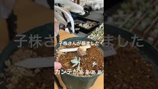 【多肉植物製作所】またまたカンテが😭😭