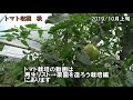 トマト秋の収穫【家庭菜園・夏野菜】 tomato autumn harvest