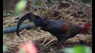 Grey jungle fowl at front of Cow's home