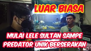 WOW !!! DOKTER SPESIALIS BANYAK NIMBUN IKAN PREDATOR RARE DAN PREMIUM