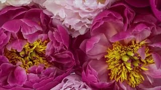 12 Surprising Facts All Peony Enthusiasts Should Know | Southern Living