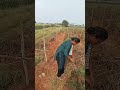 மார்கழி குளிர்... கலர் செம்பருத்தி.... 🍅 காடு அழிச்சாச்சு... agriculture minivlog