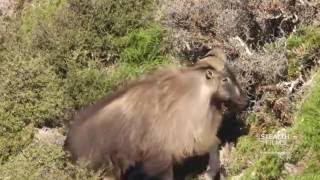 Himalayan Tahr Rut