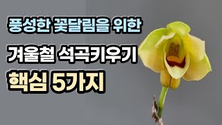 겨울철(1월)의 석곡을 어떻게 키우는 것이 가장 이상적일까?