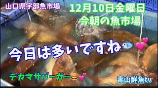 【大漁】【特大ヒラスズキ】【デカマサバーガー🍔】今朝の魚市場12月10日金曜日の水揚げ状況！