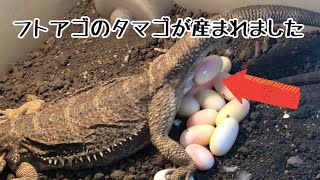 フトアゴのタマゴが産まれました！