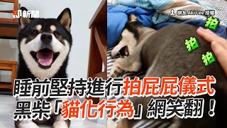 柴犬堅持睡前拍屁屁　「貓化行為」笑翻網😆｜狗｜汪星人｜寵物｜精選影片