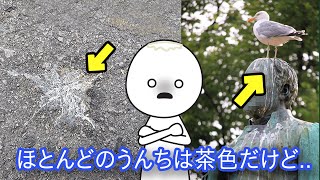 人のうんちは茶色で、鳥のうんちは白色なのはどうして？