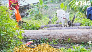 【凶暴化】呼ぶと返事する可愛すぎるヤギさんに異変が!!!食べてはいけないものを… 145