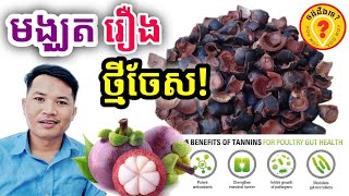 Advantages of Mangosteen អត្ថប្រយោជន៍របស់មង្ឃុត