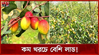 বিজয়নগরে বরই চাষের হিড়িক | Jujube | Brahmanbaria News | Somoy TV