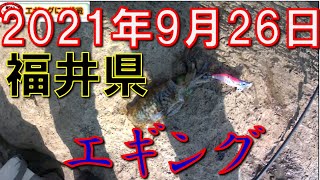 2021年9月26日福井県エギング　初心者が2週間エギングを勉強したら、2週間目より、どれくらい釣れるようになったか？