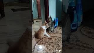 அழகான பூனைக்குட்டி #shortvideo # cute kitten # kitten short # funny kitten #cat # kitten love