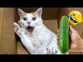 The FUNNIEST Pets Around The World 🌍 | Family Friendly Videos #2