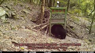 玉山國家公園黑北園區台灣黑熊頻頻出沒，玉管處委託屏科大野生動物研究所台灣黑熊專家黃美秀展開三年黑熊調查研究計畫，監測喜見六隻台灣黑熊出沒。