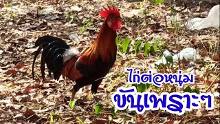 ไก่ต่อหนุ่ม...ขันเพราะๆ