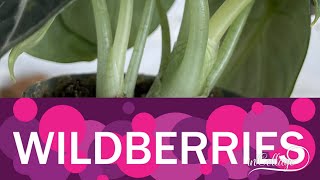 Покупка комнатных растений на Wildberries, мой первый опыт и впечатления