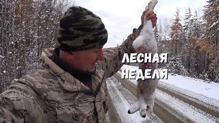 ЛЕСНАЯ НЕДЕЛЯ